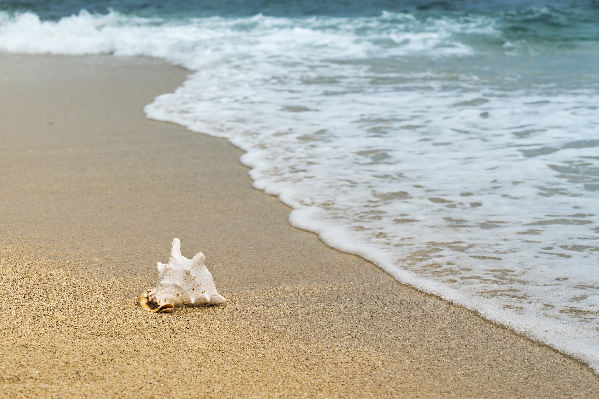 Coquillage sur une plage de sable pour symboliser le bien-être apportées par les thérapies brèves.